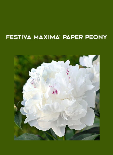 Festiva Maxima' Paper Peony courses available download now.